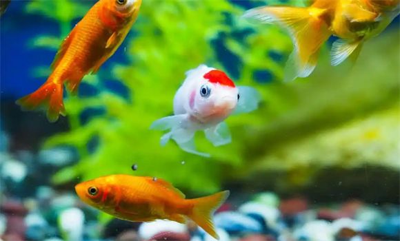 草金鱼寿命一般有多长?从新手到老手的草金鱼养护笔记