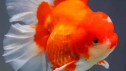 如何养好金鱼的方法
