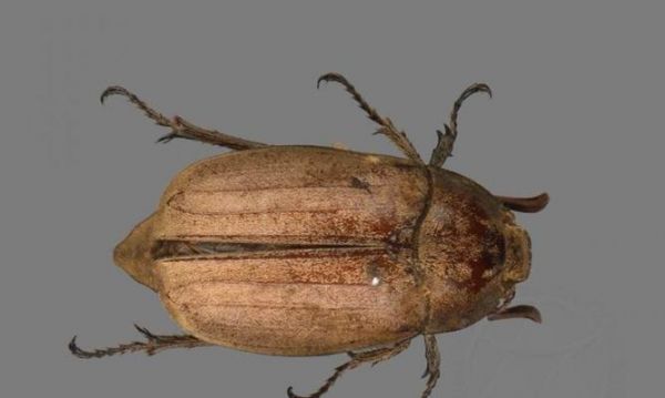 如何饲养棕色高头翻鳃金鱼（宠物金鱼的养护技巧和注意事项）