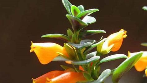 如何饲养棕色高头翻鳃金鱼（宠物金鱼的养护技巧和注意事项）