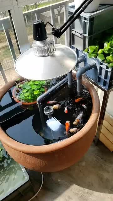 农村水缸变金鱼乐园，大眼金鱼养护攻略！