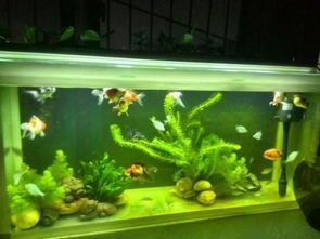 农村水缸变金鱼乐园，大眼金鱼养护攻略！