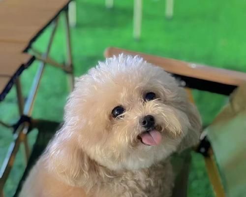 深圳适合养什么宠物？（以深圳的气候和环境为主题，探讨适合养宠物的类型和养护要点。）