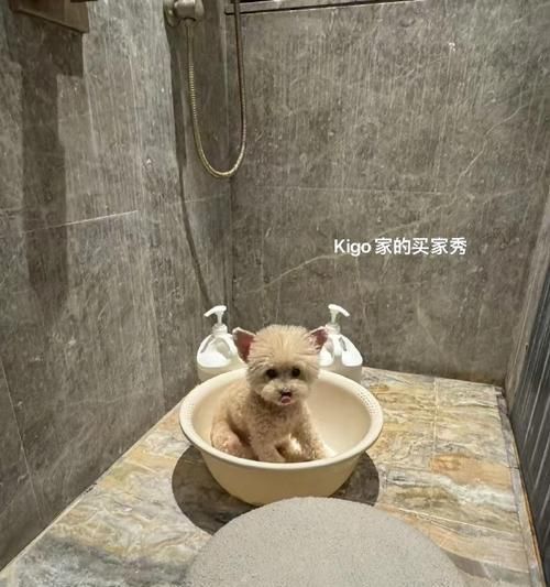 深圳适合养什么宠物？（以深圳的气候和环境为主题，探讨适合养宠物的类型和养护要点。）