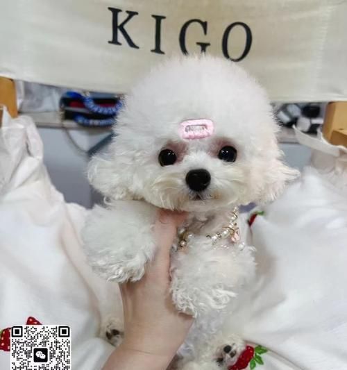 深圳适合养什么宠物？（以深圳的气候和环境为主题，探讨适合养宠物的类型和养护要点。）