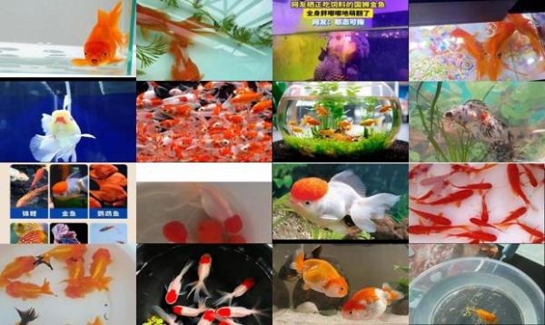 家里养的小金鱼吃什么