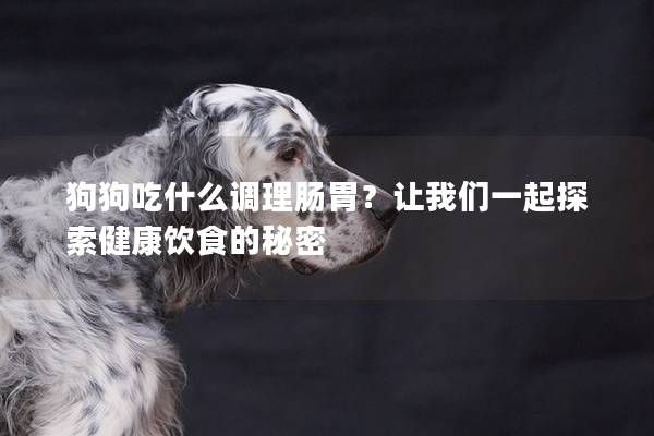 狗狗吃什么调理肠胃？让我们一起探索健康饮食的秘密