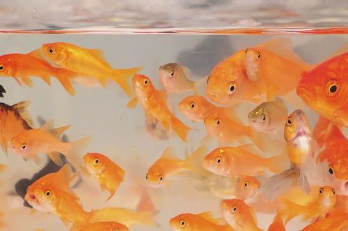 “金鱼萌宠，价格亲民，养它不贵哦”