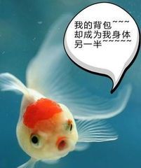 “金鱼萌宠，价格亲民，养它不贵哦”