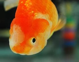 冬季养好兰寿金鱼，秘诀在这里！