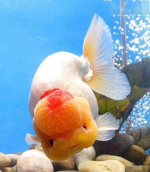冬季养好兰寿金鱼，秘诀在这里！