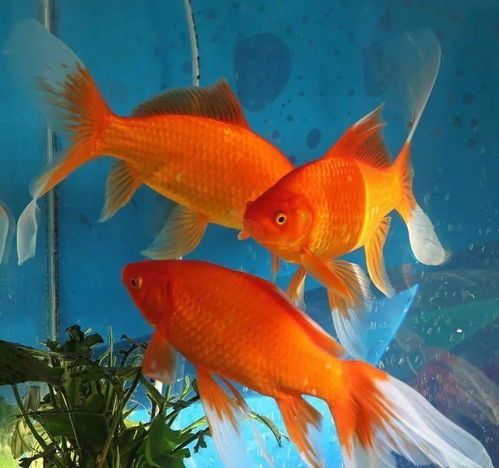 揭秘缸养草金鱼寿命：宠物养护新趋势！