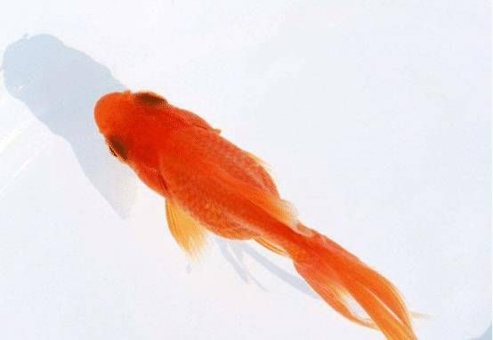 揭秘金鱼的美食清单：宠物爱好者必知的营养指南