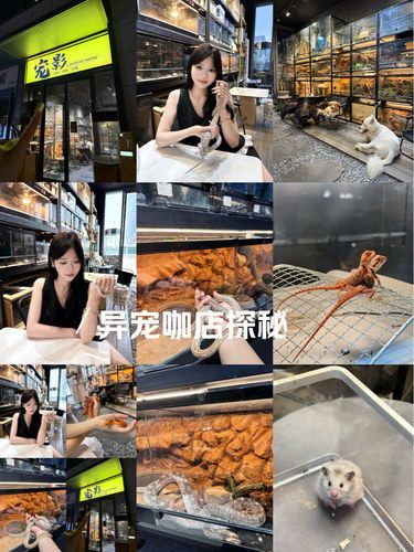 汕头｜解锁超酷异宠咖啡店️ 