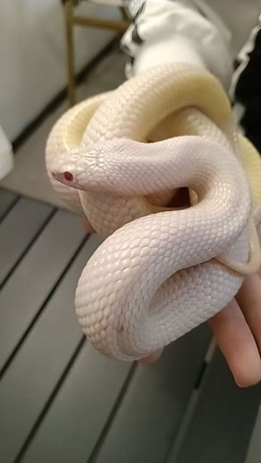 爬宠的世界，欢迎你的到来！