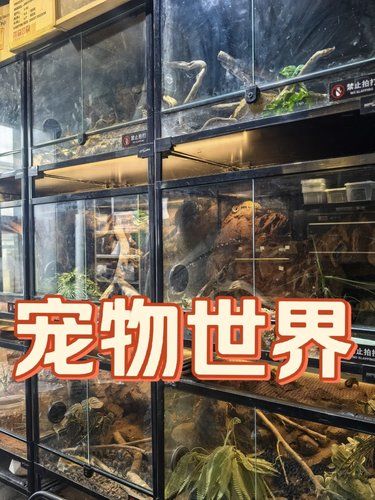 好好玩的异宠体验！