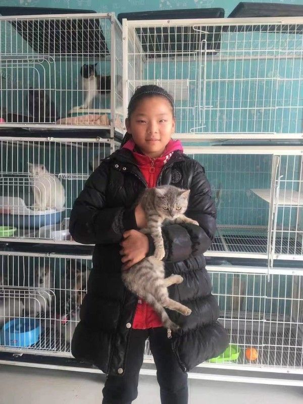 上海静安区正规流浪狗流浪猫救助领养中心