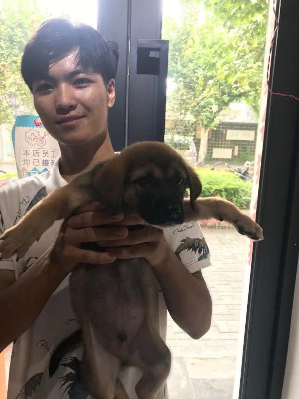 上海静安区正规流浪狗流浪猫救助领养中心