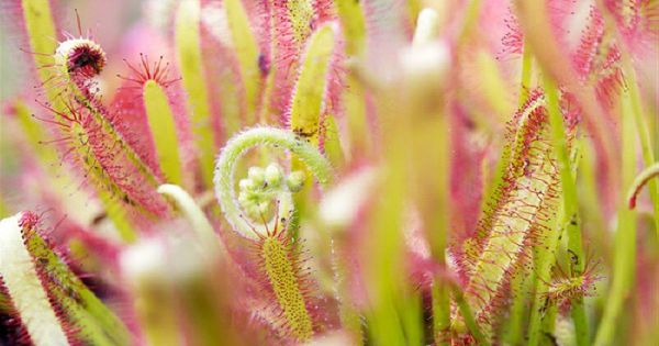 你需要了解的食虫植物