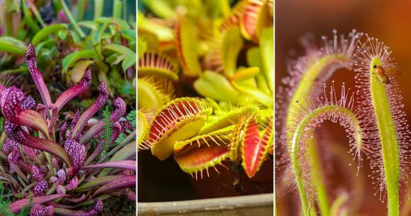 Plantas carnívoras más curiosas