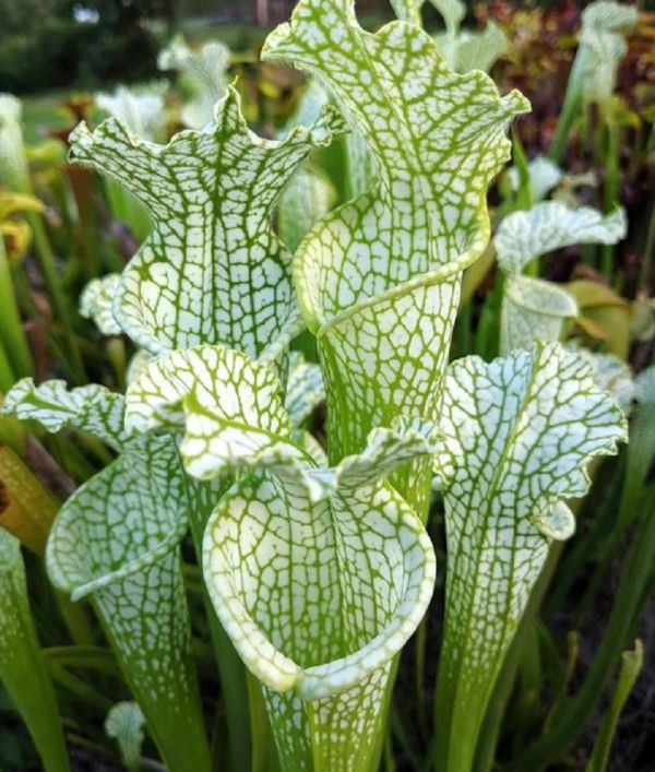 Sarracenia leucophylla