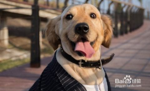 “犬瘟热狗狗饮食攻略，营养食谱推荐！”