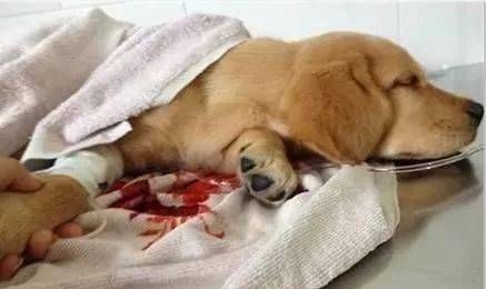 “犬瘟热狗狗饮食攻略，营养食谱推荐！”