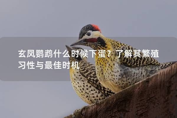 玄凤鹦鹉什么时候下蛋?了解其繁殖习性与最佳时机