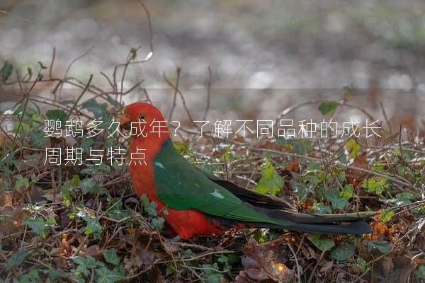 鹦鹉多久成年?了解不同品种的成长周期与特点