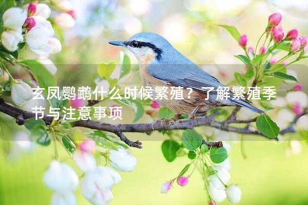 玄凤鹦鹉什么时候繁殖?了解繁殖季节与注意事项