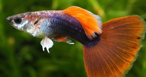 孔雀鱼的繁殖周期多长 繁殖无季节之分