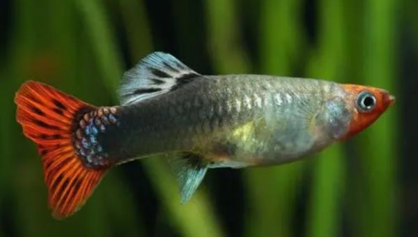 孔雀鱼的繁殖周期多长 繁殖无季节之分