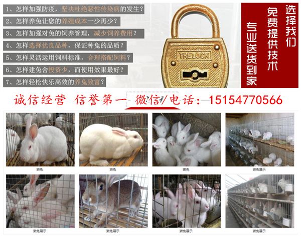 广东广州正规养兔基地