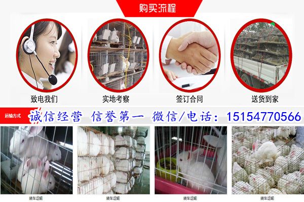 广东广州正规养兔基地