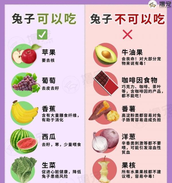 兔子消化食物的时间有多长？（了解兔子消化系统及其影响因素）