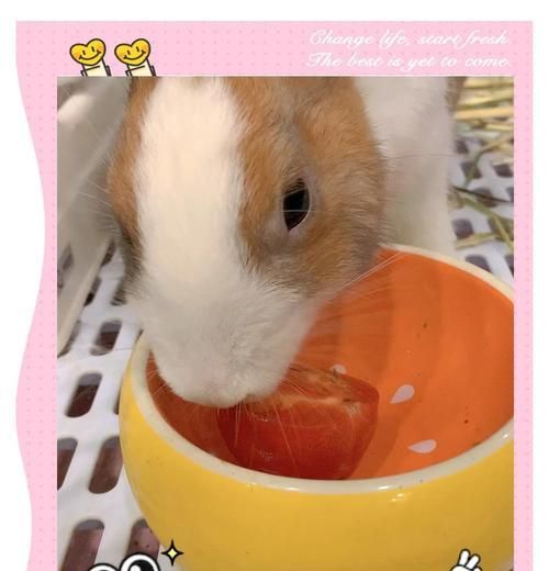 兔子消化食物的时间有多长？（了解兔子消化系统及其影响因素）