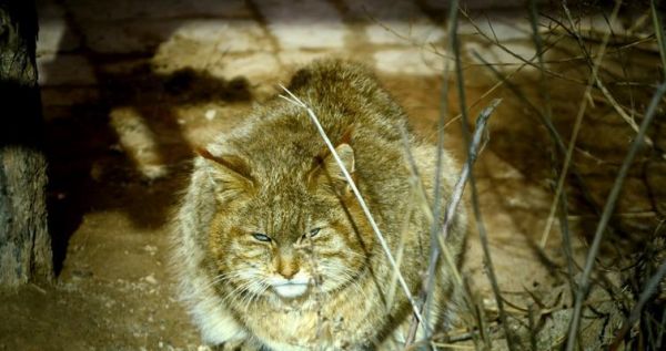 我国猫的种类及特点（探索中国猫咪的丰富多样性）