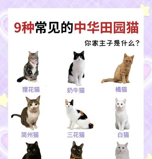 我国猫的种类及特点（探索中国猫咪的丰富多样性）