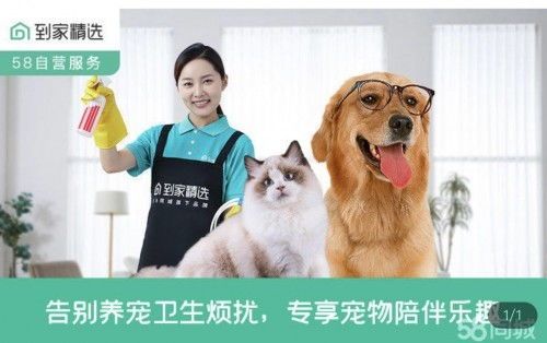 58同城宠物：如何选择适合自己的宠物？宠物种类介绍及养护指南