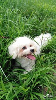 58同城宠物：如何选择适合自己的宠物？宠物种类介绍及养护指南