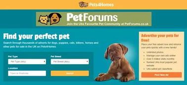 58同城宠物：如何选择适合自己的宠物？宠物种类介绍及养护指南