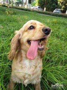 58同城宠物：如何选择适合自己的宠物？宠物种类介绍及养护指南