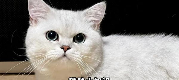 探索健康猫咪的养育之道（了解如何选择最适合家庭的猫咪种类及养育方法）