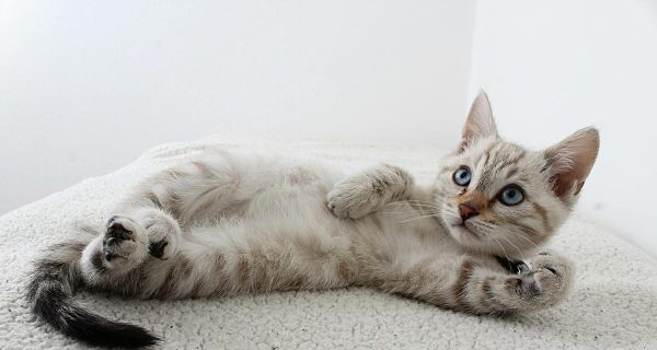 探索健康猫咪的养育之道（了解如何选择最适合家庭的猫咪种类及养育方法）