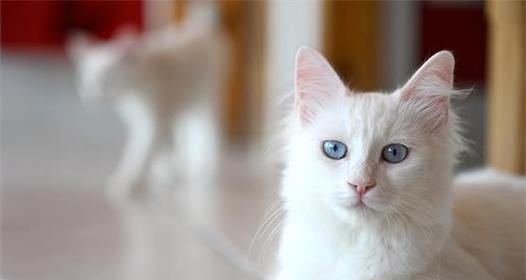 探索健康猫咪的养育之道（了解如何选择最适合家庭的猫咪种类及养育方法）