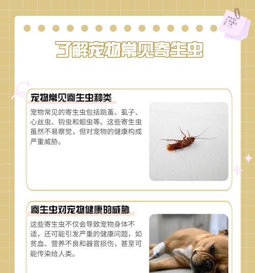 狗体内常见寄生虫的种类及防治方法（了解狗体内寄生虫的种类和防治方法，保护宠物健康）