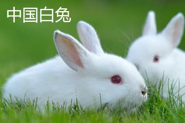 兔子的养殖品种，常见的有新西兰白兔、比利时兔等