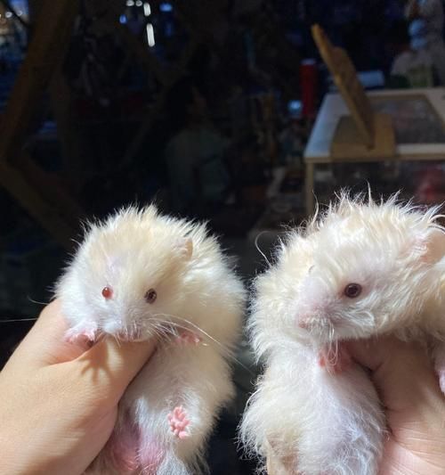 缎毛熊仓鼠的特征与习性（揭秘可爱的缎毛熊仓鼠）