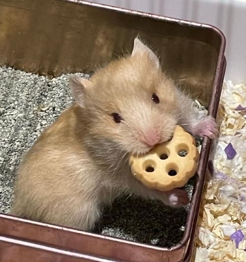 缎毛熊仓鼠的特征与习性（揭秘可爱的缎毛熊仓鼠）