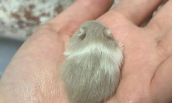 缎毛熊仓鼠的特征与习性（揭秘可爱的缎毛熊仓鼠）